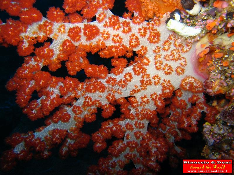 Papua Immersioni (Kavieng-New Hannover) - 16.jpg